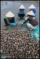 Women processing shells on beach. Mui Ne, Vietnam (color)