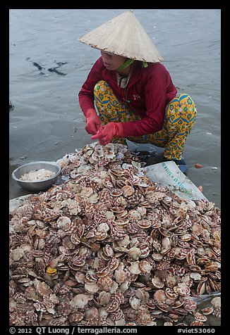 Woman opening scallops. Mui Ne, Vietnam
