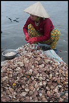 Woman opening scallops. Mui Ne, Vietnam (color)