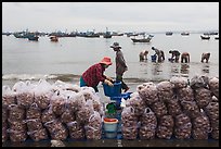 Shells packed for sale on beach, Lang Chai. Mui Ne, Vietnam (color)
