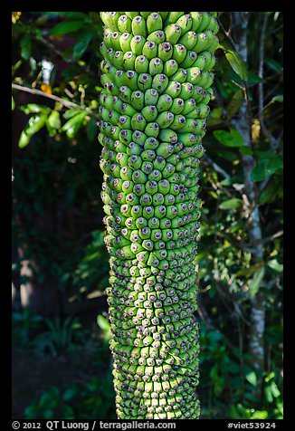 Banana cluster, Phoenix Island. My Tho, Vietnam (color)
