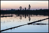 Flooded rice fields at sunset. Mekong Delta, Vietnam (color)