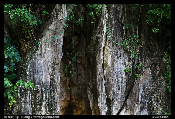 Limestone wall and vegetation. Da Nang, Vietnam
