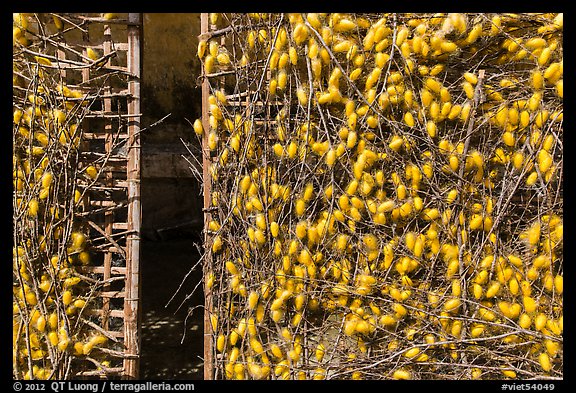 Grids with cocoons of silkworms (Bombyx mori). Hoi An, Vietnam