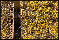 Grids with cocoons of silkworms (Bombyx mori). Hoi An, Vietnam (color)