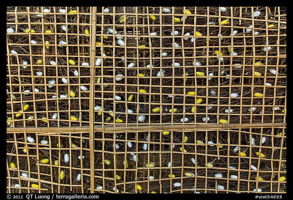 Grid with ellow and white silkworm cocoons. Hoi An, Vietnam