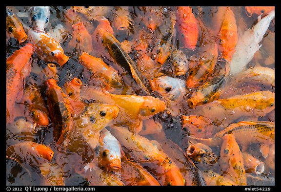 Koi Fish, citadel. Hue, Vietnam (color)