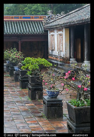 Bonsai trees in palace courtyard, citadel. Hue, Vietnam (color)
