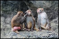 Three monkeys. Halong Bay, Vietnam (color)