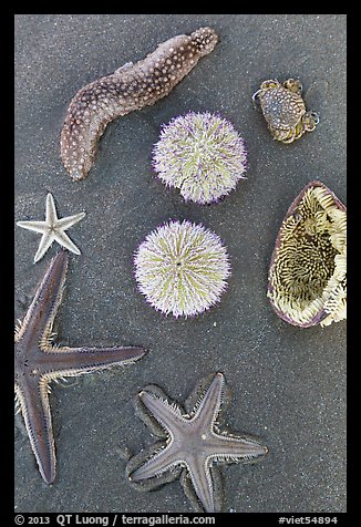 Close-up of beach with sea star, sea anemone, sea urchin, and sea cucumber. Mui Ne, Vietnam