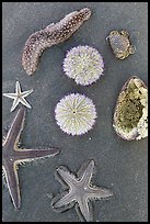 Close-up of beach with sea star, sea anemone, sea urchin, and sea cucumber. Mui Ne, Vietnam (color)