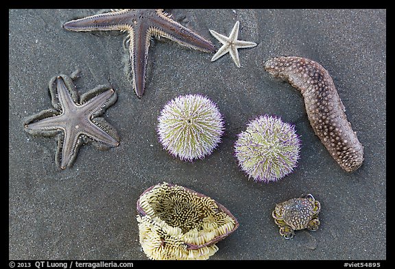 Close-up of sea star, sea anemone, sea urchin, and sea cucumber. Mui Ne, Vietnam