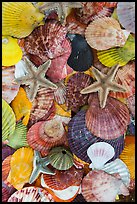 Close-up of colorful sea shells. Mui Ne, Vietnam (color)