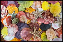Multicolored sea shells. Mui Ne, Vietnam (color)