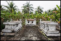 Tombs amidst grove of banana trees. Ben Tre, Vietnam (color)