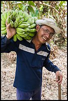 Man shouldering banana cluster. Ben Tre, Vietnam (color)