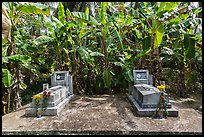 Tombs and banana trees. Ben Tre, Vietnam (color)