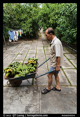 Man with wheelbarrow filled with bananas and coconuts. Ben Tre, Vietnam