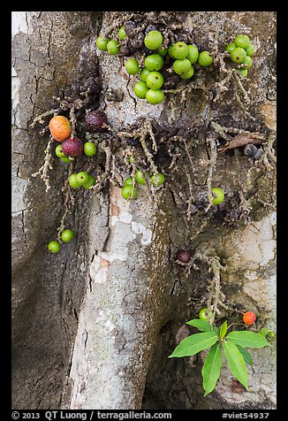 Close-up of bark and fig. My Tho, Vietnam (color)