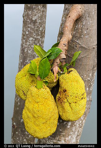 Jackfruit on tree. My Tho, Vietnam (color)