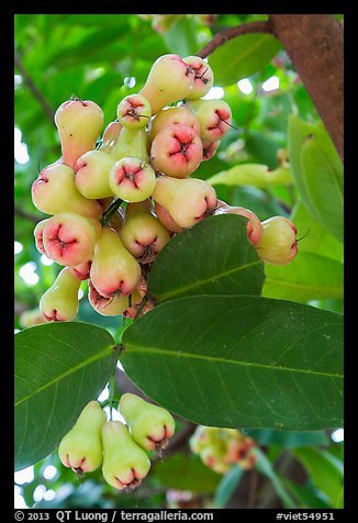 Close-up of Malay apples on tree. My Tho, Vietnam