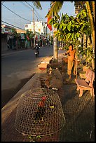 Man feeding chicken. Tra Vinh, Vietnam ( color)