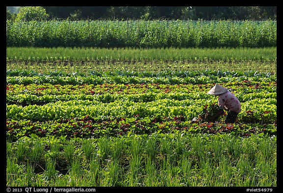 Woman in field of vegetables. Tra Vinh, Vietnam