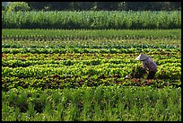 Woman in field of vegetables. Tra Vinh, Vietnam (color)
