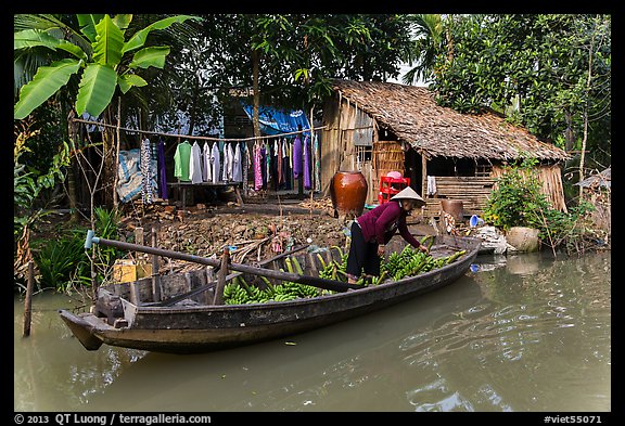 Woman unloading bananas from boat, with her house behind. Can Tho, Vietnam