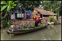 Woman unloading bananas from boat, with her house behind. Can Tho, Vietnam (color)
