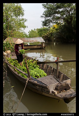 Woman unloading bananas from boat. Can Tho, Vietnam (color)