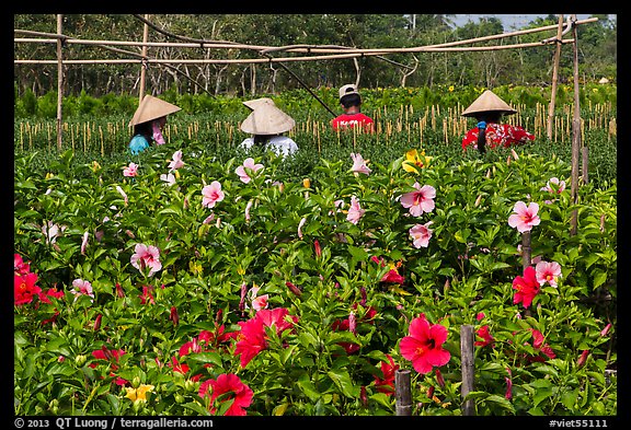 Flowers and workers in flower field. Sa Dec, Vietnam