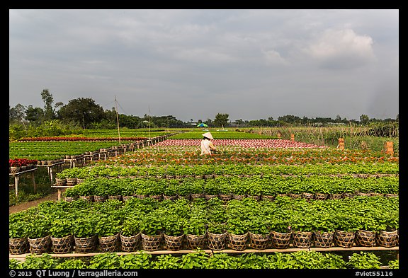 Rows of potted plants. Sa Dec, Vietnam