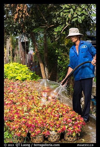 Worker watering flowers. Sa Dec, Vietnam