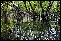 Mangroves and reflections, Bay Canh Island, Con Dao National Park. Con Dao Islands, Vietnam ( color)