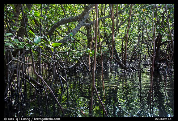 Dense mangroves growing in water, Bay Canh Island, Con Dao National Park. Con Dao Islands, Vietnam