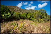 Grasses and dry tropical forest, Bay Canh Island, Con Dao National Park. Con Dao Islands, Vietnam ( color)