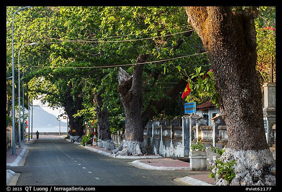 Street lined with old trees, Con Son. Con Dao Islands, Vietnam (color)