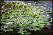 Lotus with flowers. Con Dao Islands, Vietnam ( color)