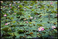 Carpet of lotus flowers. Con Dao Islands, Vietnam ( color)