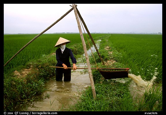 Woman doing irrigation work in a rice field. Vietnam