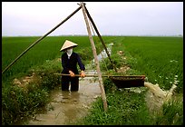 Woman doing irrigation work in a rice field. Vietnam ( color)