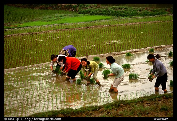 Women tending to rice fields. Vietnam (color)