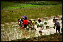 Women tending to rice fields. Vietnam ( color)