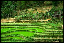 Rice terraces. Northeast Vietnam (color)