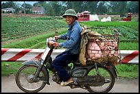 Motorcyclist carrying live pigs. Vietnam ( color)