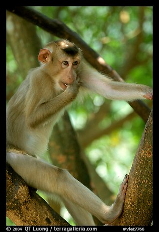 Monkey. Vietnam