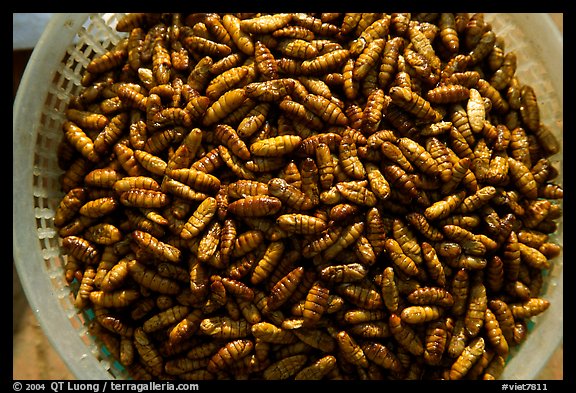 A dish of insect larvae, Son La. Northwest Vietnam