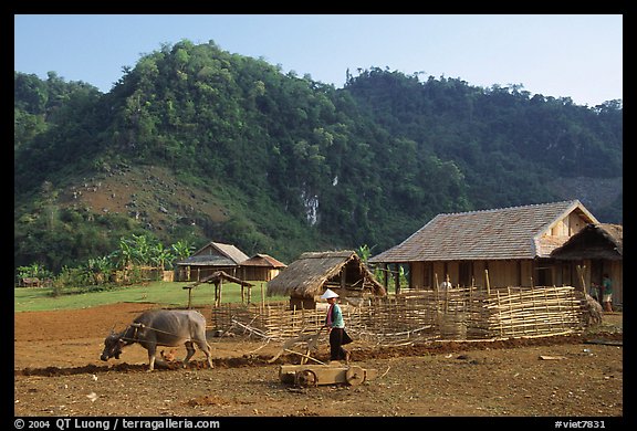 Plowing the fields with a water buffalo, near Tuan Giao. Northwest Vietnam