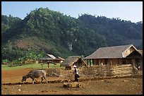 Plowing the fields with a water buffalo, near Tuan Giao. Northwest Vietnam